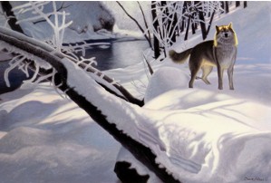 Daniel Renn Pierce, lone Gray Wolf in snow